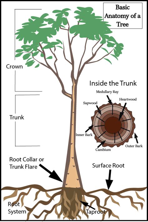 A Guide to Basic Tree Care in Utah | Stewart's Lawn