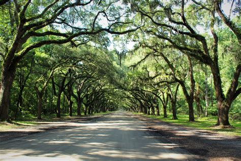 How To Spend A Perfect (& Pet-friendly) Weekend In Savannah | Cochran ...