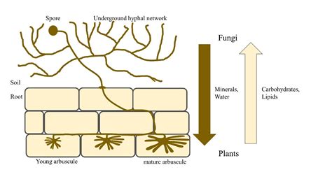 Plant Spore Diagram