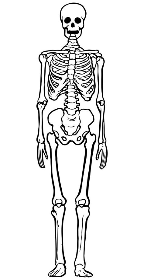 Free Printable Skeleton Template Cut Out