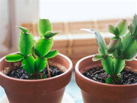 Propagating Holiday Cacti - How to Propagate Different Holiday Cactus