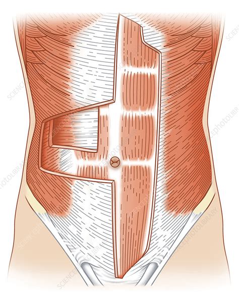 Abdominal Muscles Anatomy Chart | Images and Photos finder