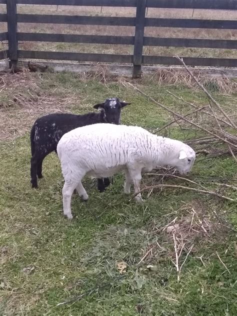 Grass- Fed Lamb