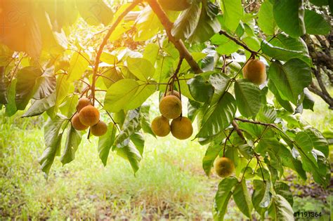 Santol fruit on the tree in the garden tropical fruit - stock photo ...