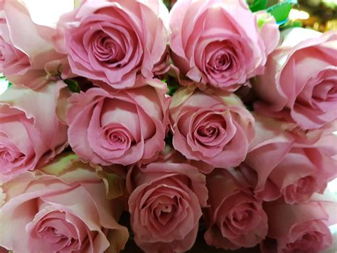 Light Pink Roses - 100 Stems - 40 cm - Toronto Bulk Flowers