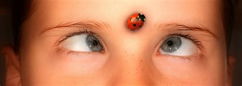 7 Common Misconceptions About Ladybugs and Love - The Pest Rangers