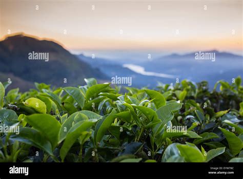 Tea plantation Cameron highlands Stock Photo - Alamy