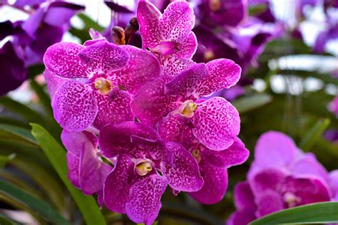 20 Types of Orchids to Use as Houseplants