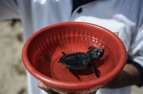 People Are Getting Salmonella From Tiny Pet Turtles Bought Online: CDC ...