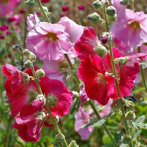 Alcea rosea (Hollyhock, Hollyhocks) | North Carolina Extension Gardener ...