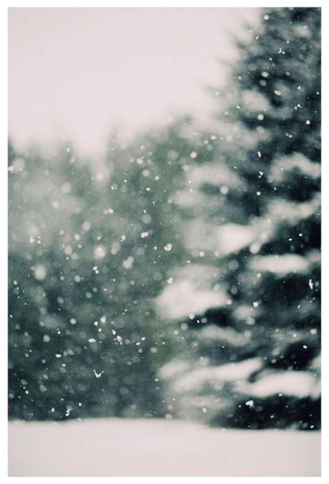 Woodland Art Winter Photograph Snow Photography Winter Daydream 3 Pine ...