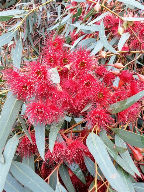 Eucalyptus leucoxylon ‘Rosea’ in 50mm Forestry Tube – Trigg Plants