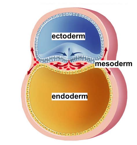 Reproduction and Development - AP biology