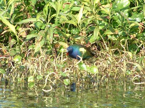 Lake Okeechobee Wildlife Pictures & Sightseeing