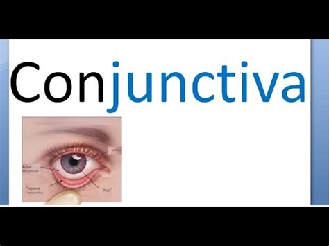 Eye Anatomy Conjunctiva