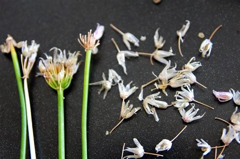 Harvesting Chive Seeds or Going to Seed