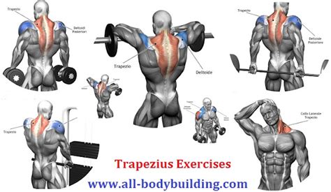 Killer Traps Training: Tips For Impressive Traps! ~ multiple fitness