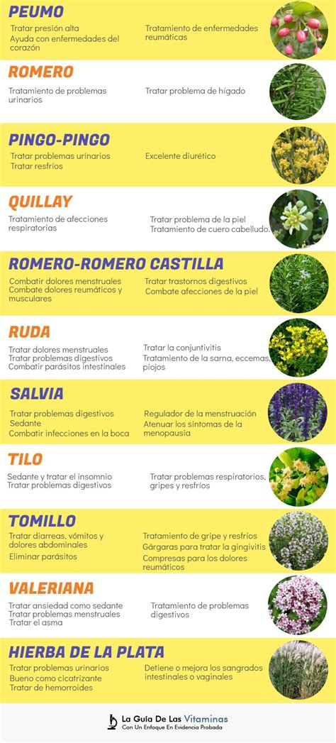 Plantas Medicinales Para Qu Sirven Y Como Cultivarlas La Gu A De 49664 ...