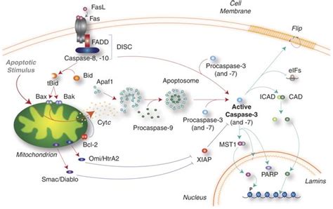 Selected primary antibody| Cleaved Caspase-3 antibody recommendation ...