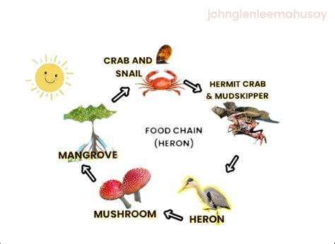 Mangrove Ecosystem Food Web | sexiezpix Web Porn