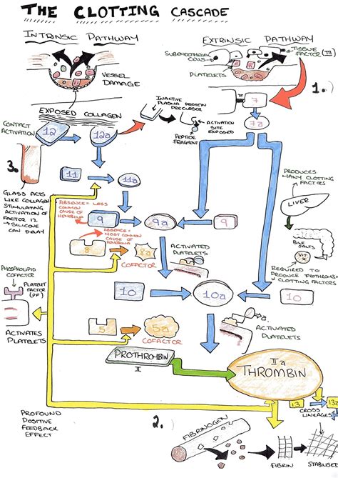 The Clotting Cascade Diagram on Meducation | Medical laboratory science ...