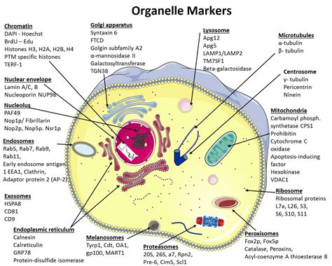 Plant and animal cells, Organelles, Plant cell