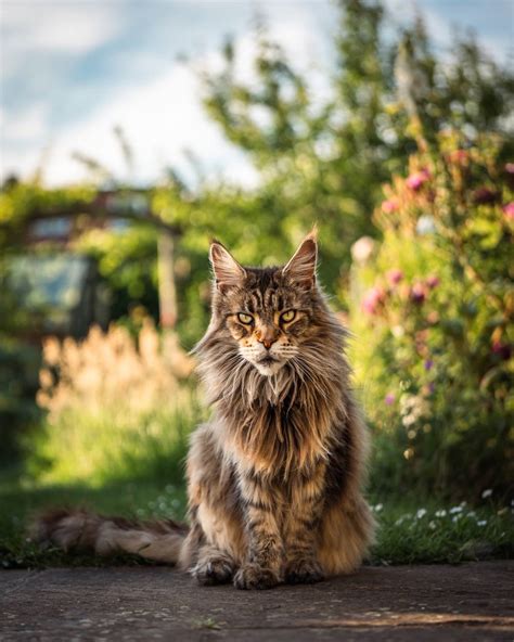 Maine Coon, la raza de gato gigante de la que todo el mundo habla (con ...