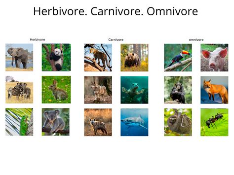 Herbivore Carnivore and Omnivore Montessori Sorting - Etsy