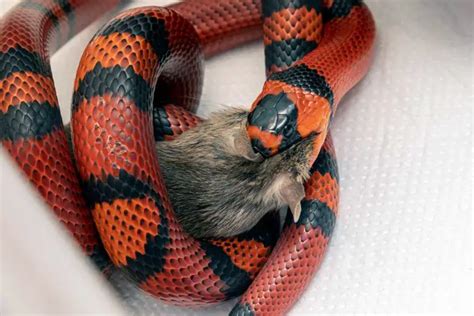 Milk Snake Size: How Big Do They Get? (In Captivity) - ReptileHow.com