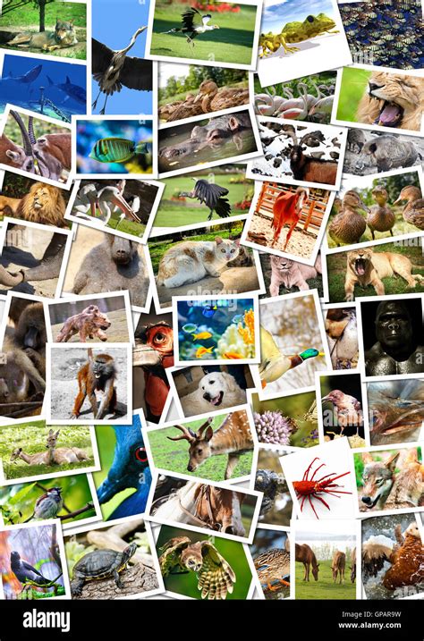 Animals Collage Pictures