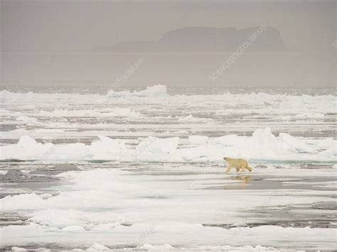 A Polar Bear hunting seals on sea ice - Stock Image - C024/2209 ...