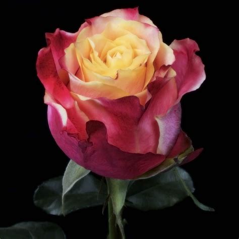 3D Roses | Hybrid tea roses, Rose, Beautiful flowers