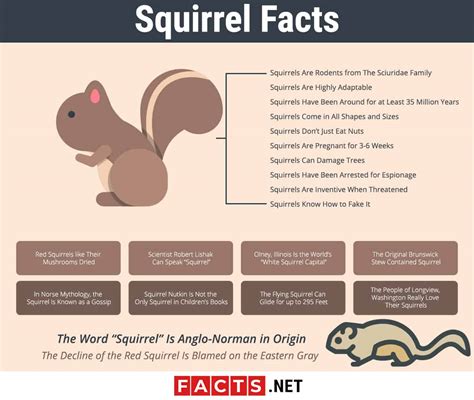 Top 20 Facts about Squirrels - Species, Behavior, Food & More | Facts.net