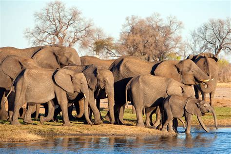 Best African Safari Tours: Our Top 10 Picks | Go2Africa