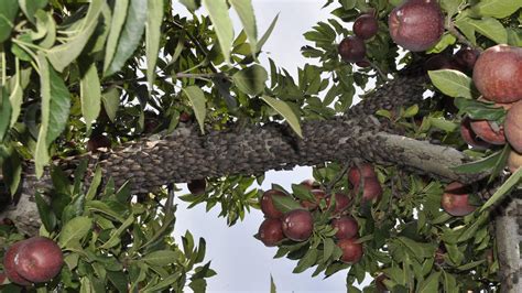 Vineyard helping researchers understand damage lanternflies can do ...