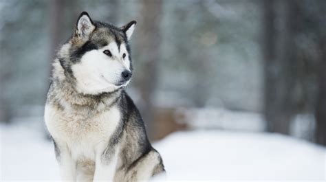 10 Cold Weather Dog Breeds | Pet Health Insurance & Tips