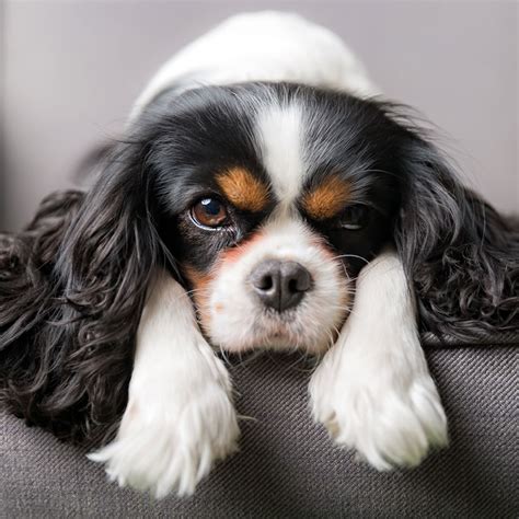 #1 | Cavalier King Charles Puppies For Sale In California