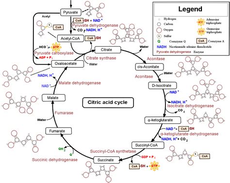 The Citric Acid (Krebs) Cycle | Boundless Microbiology