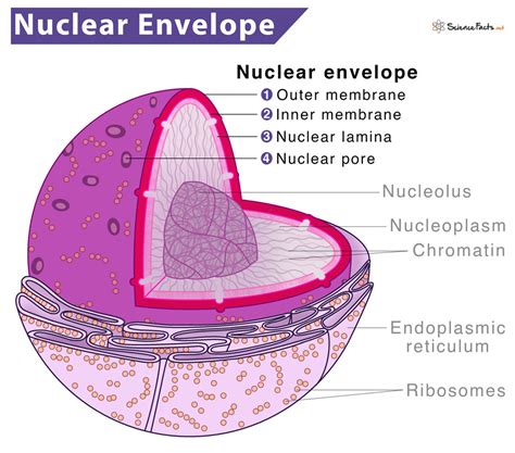 Nuclear Membrane In Plant Cell