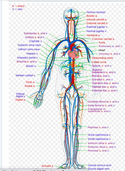 Cardiovascular System - Physiopedia