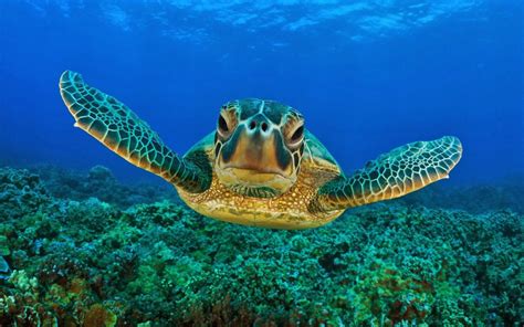 Sea turtle wallpaper, Turtle wallpaper, Sea turtle