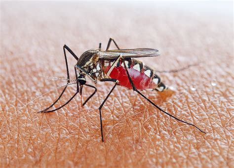 How ‘Self-Limiting’ Mosquitos Can Help Eradicate Malaria | WIRED