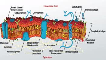 Glycoproteins | Definition, Function & Examples - Lesson | Study.com