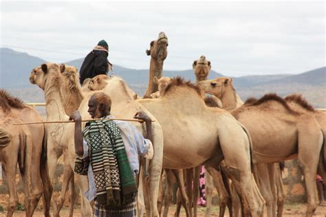 Camel Trader | A camel trader with his herd in a Somali Regi… | Flickr