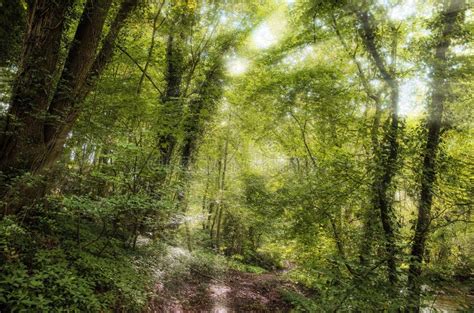 Forest Sun Rays stock photo. Image of beam, panorama - 104421294