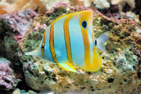 Butterflyfish Fish Tropical · Free photo on Pixabay