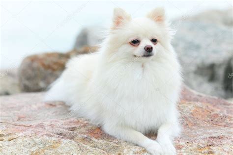 White pomeranian dog — Stock Photo © leungchopan #12235700