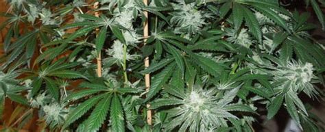 Valley Ghash Strain Review - I Love Growing Marijuana