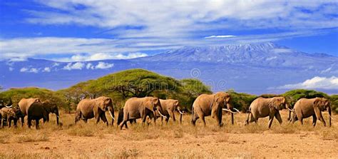 Kilimanjaro And Elephants Stock Photography - Image: 3712932