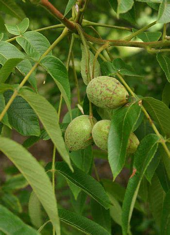 White Walnut - Medicinal Herb Info